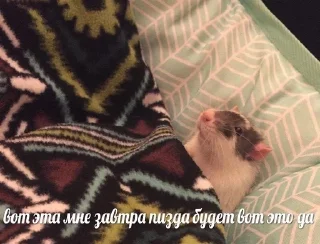 Sticker from чикипук🐀