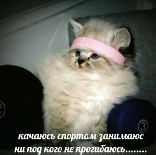 Sticker from котики рофлики