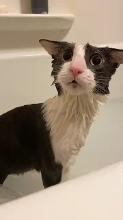 Sticker from silly wet cat