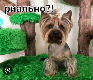 🤨 emoji Фан Ану-ка да-вай-ка Telegram sticker 8 of 47