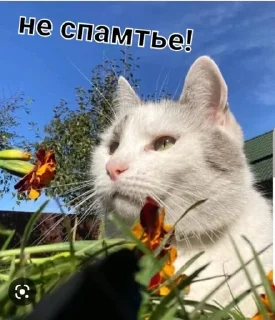 😥 emoji Фан Ану-ка да-вай-ка Telegram sticker 5 of 47
