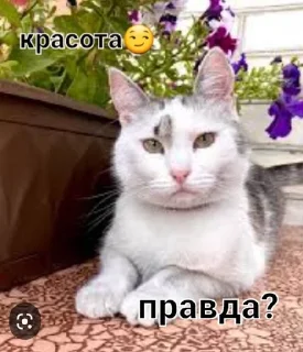 😌 emoji Фан Ану-ка да-вай-ка Telegram sticker 10 of 47