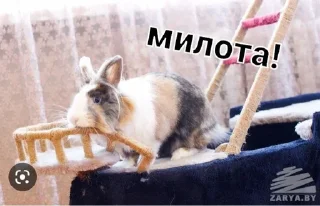 Sticker from Фан Ану-ка да-вай-ка