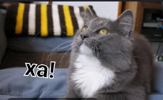 😏 emoji Фан Ану-ка да-вай-ка Telegram sticker 19 of 47