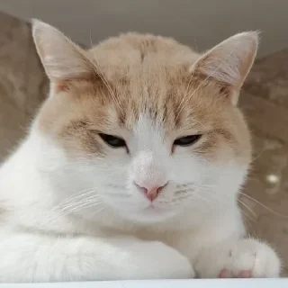 😪 emoji марсюшка 🐈 Telegram sticker 15 of 59