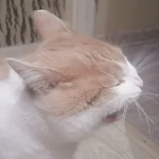 🤓 emoji марсюшка 🐈 Telegram sticker 14 of 59