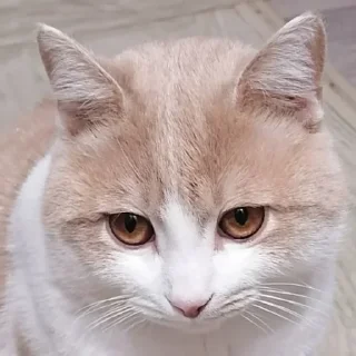 😕 emoji марсюшка 🐈 Telegram sticker 11 of 59