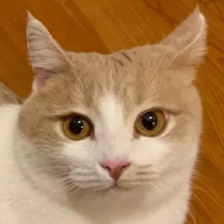 Sticker from марсюшка 🐈