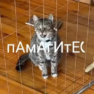 Sticker from Ану-ка Давайка