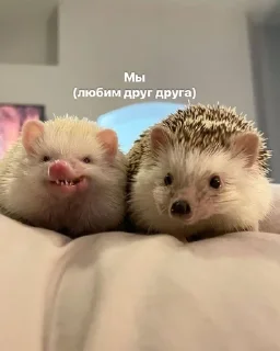 Sticker from Ежиное государство
