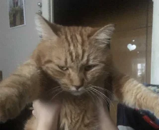 😑 emoji убейте меня пожалуйста Telegram sticker 13 of 83
