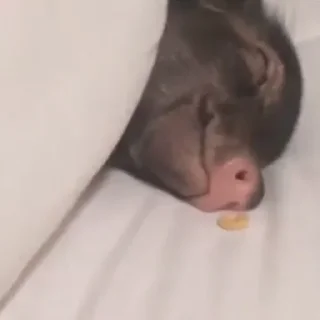 😴 emoji Кабачковая икра Telegram sticker 12 of 42