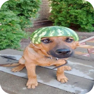 🐶 emoji арбуzик @tgfonts_bot Telegram sticker 11 of 12