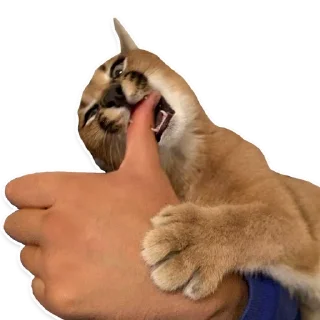 👍 emoji Big Floppa @homolvdens Telegram sticker 23 of 69