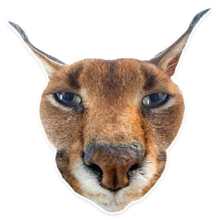 😠 emoji Big Floppa @homolvdens Telegram sticker 15 of 69