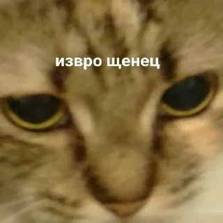 😏 emoji Пиздец.... Telegram sticker 15 of 65