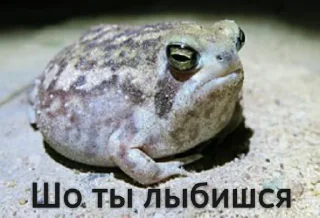 🙈 emoji Пизда Telegram sticker 6 of 120