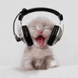🐈 emoji рандом от чебурека!! (@chebur_ekk) Telegram sticker 24 of 36