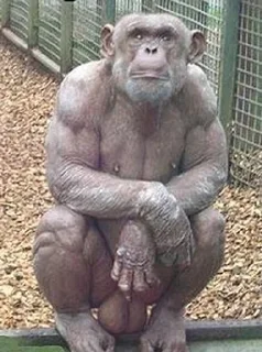 🦍 emoji Го в пабг Telegram sticker 11 of 17
