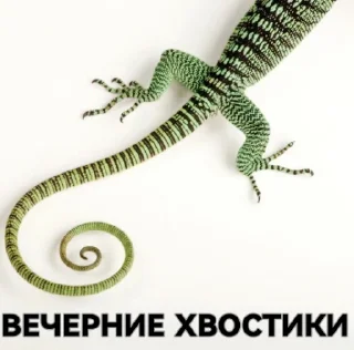 🦎 emoji 🇷🇺🇷🇺🇷🇺ZOV🇷🇺🇷🇺🇷🇺 Telegram sticker 6 of 88