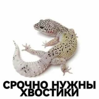 🦎 emoji 🇷🇺🇷🇺🇷🇺ZOV🇷🇺🇷🇺🇷🇺 Telegram sticker 7 of 88