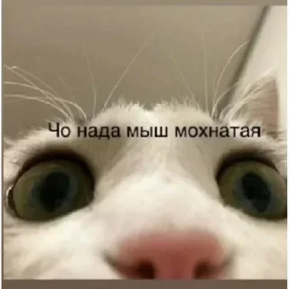 🙃 emoji Больше стикеров 👉🏻 @stickertg4 Telegram sticker 5 of 120
