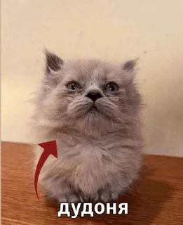 🥺 emoji wholesome kitties Telegram sticker 7 of 19