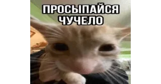 🌟 emoji wholesome kitties Telegram sticker 17 of 19