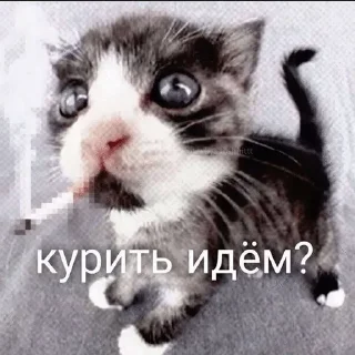 🚬 emoji wholesome kitties Telegram sticker 11 of 19
