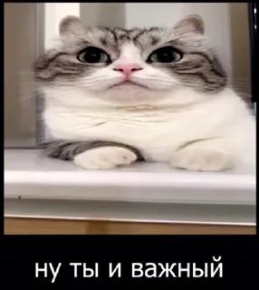 🤩 emoji Всякое разное Telegram sticker 16 of 45