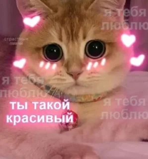 Sticker from Котомемы😻😽✨  от @stiljizn