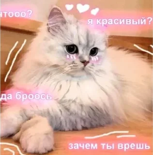Sticker from Котомемы😻😽✨  от @stiljizn