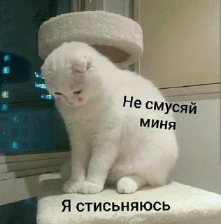 Sticker from Котомемы😻😽✨  от @stiljizn