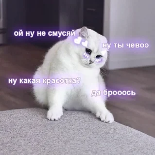 Sticker from Котомемы😻😽✨  от @stiljizn