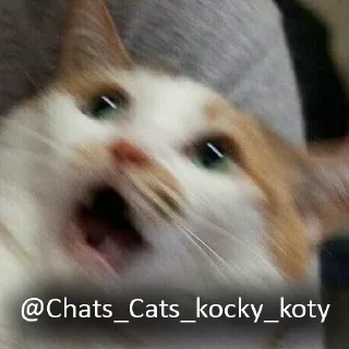 Sticker from Cats&cats&cats&cats