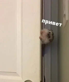 Стикеры от Fish VPN sticker 3