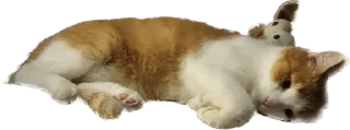 Sticker from Кот Персик и его банда