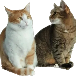 Sticker from Кот Персик и его банда