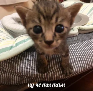 🙃 emoji стикерпак мпули Telegram sticker 6 of 89