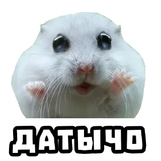 Sticker from Хомяки @stickernayaa