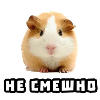 Sticker from Хомяки @stickernayaa