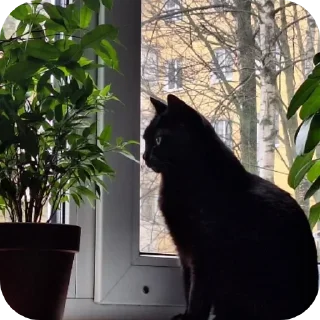 Sticker from black kitty