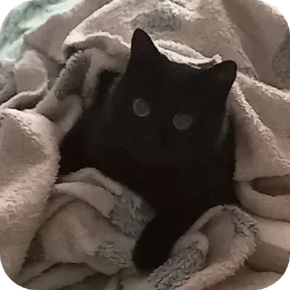 😐 emoji black kitty Telegram sticker 21 of 44