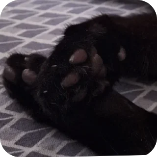 🐾 emoji black kitty Telegram sticker 9 of 44