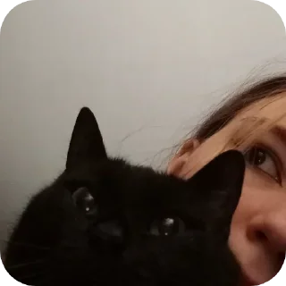 🤨 emoji black kitty Telegram sticker 22 of 44