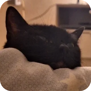 😍 emoji black kitty Telegram sticker 6 of 44