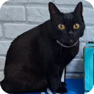 😳 emoji black kitty Telegram sticker 10 of 44