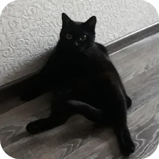 🐱 emoji black kitty Telegram sticker 12 of 44
