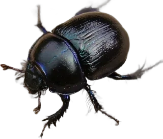 Sticker from Animals 🦗