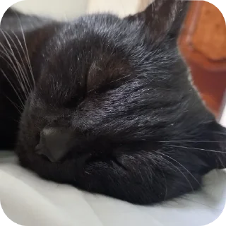😴 emoji black kitty Telegram sticker 20 of 44